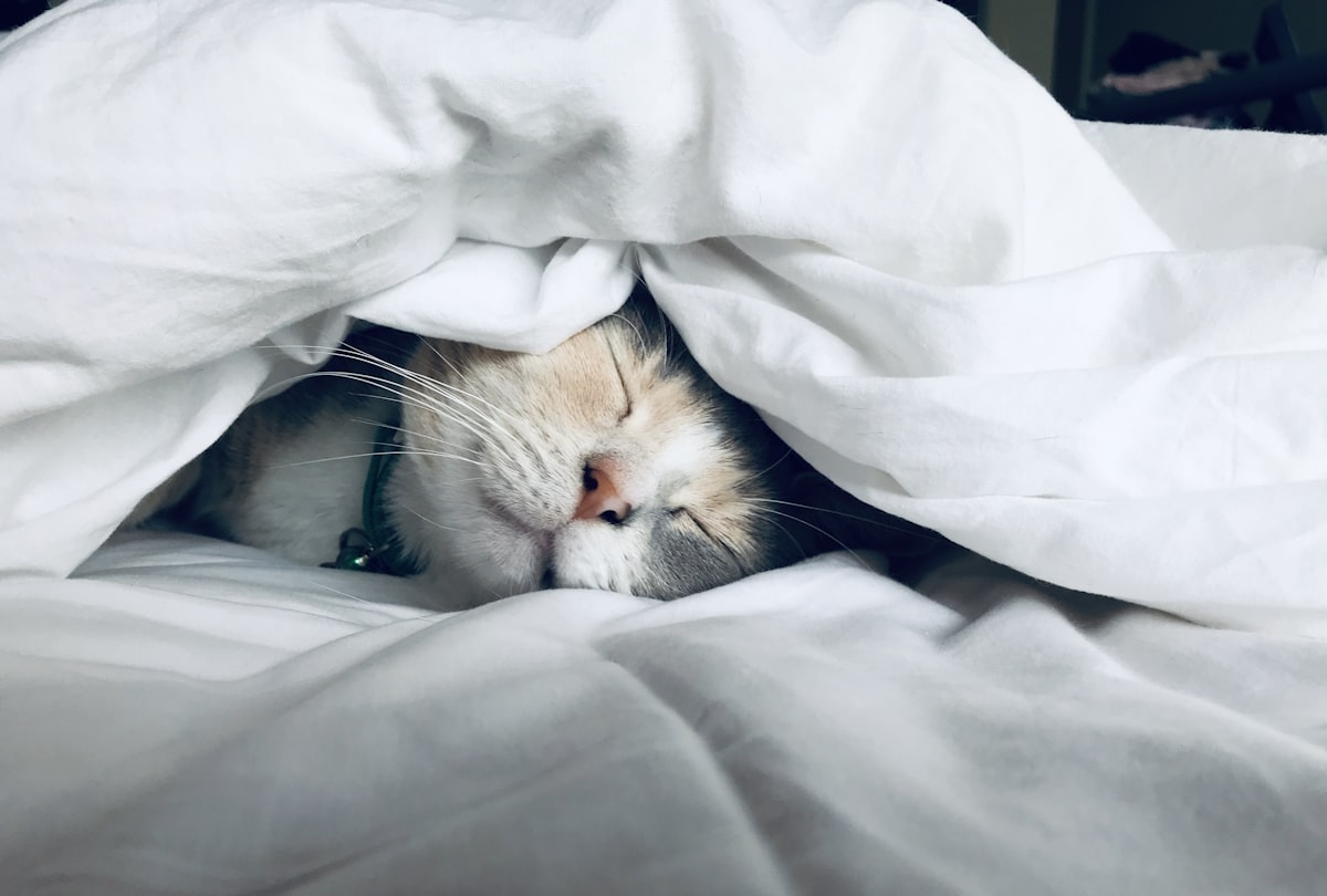ISI Insomnia Screening: Sleep, Mental Health, and Next Steps
